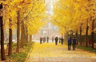 成都银杏树爆料事件视频,揭秘背后真相